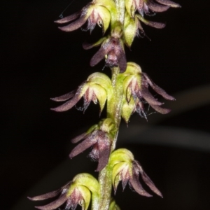 Corunastylis clivicola at Crace, ACT - 9 Mar 2020