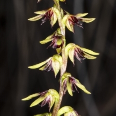 Corunastylis clivicola at Crace, ACT - 9 Mar 2020