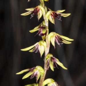 Corunastylis clivicola at Crace, ACT - 9 Mar 2020