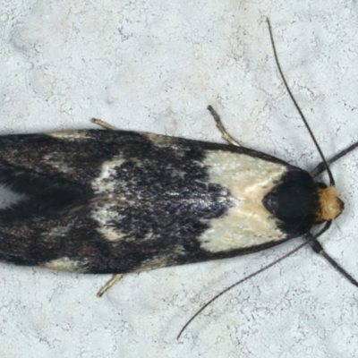 Palimmeces leucopelta (A concealer moth) at Ainslie, ACT - 6 Mar 2020 by jb2602