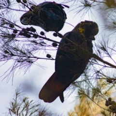 Calyptorhynchus lathami lathami (Glossy Black-Cockatoo) at Dignams Creek, NSW - 10 Mar 2020 by rivers_end