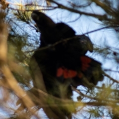 Calyptorhynchus lathami lathami at Dignams Creek, NSW - suppressed