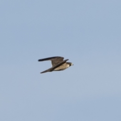Falco peregrinus (Peregrine Falcon) at Michelago, NSW - 29 Feb 2020 by Illilanga