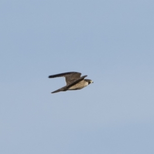 Falco peregrinus at Michelago, NSW - 1 Mar 2020