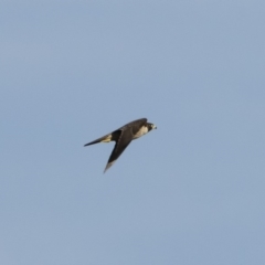 Falco peregrinus at Michelago, NSW - 1 Mar 2020 07:58 AM