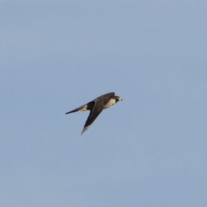 Falco peregrinus at Michelago, NSW - 1 Mar 2020