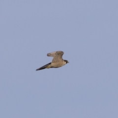 Falco peregrinus at Michelago, NSW - 1 Mar 2020