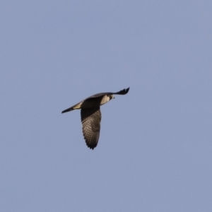 Falco peregrinus at Michelago, NSW - 1 Mar 2020 07:58 AM