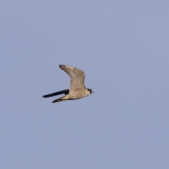 Falco peregrinus at Michelago, NSW - 1 Mar 2020