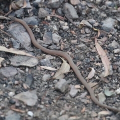 Drysdalia coronoides (White-lipped Snake) at Murrah, NSW - 10 Mar 2020 by FionaG
