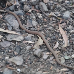 Drysdalia coronoides at Murrah, NSW - 10 Mar 2020