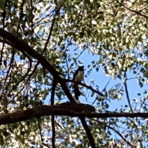 Rhipidura leucophrys at Phillip, ACT - 10 Mar 2020