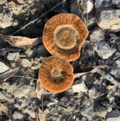 Unidentified Fungus (TBC) at Murrah, NSW - 10 Mar 2020 by FionaG