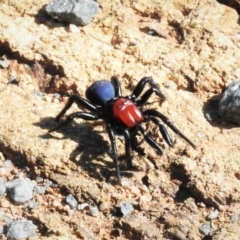 Missulena occatoria (Red-headed Mouse Spider) at Denman Prospect, ACT - 9 Mar 2020 by JohnBundock