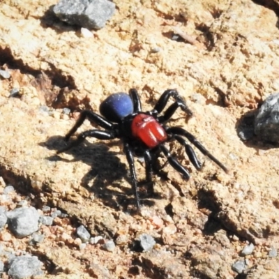 Missulena occatoria (Red-headed Mouse Spider) at Molonglo River Reserve - 9 Mar 2020 by JohnBundock