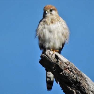 Falco cenchroides (Nankeen Kestrel) at Molonglo River Reserve - 9 Mar 2020 by JohnBundock
