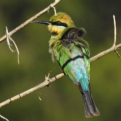 Merops ornatus (Rainbow Bee-eater) at Molonglo River Reserve - 9 Mar 2020 by JohnBundock