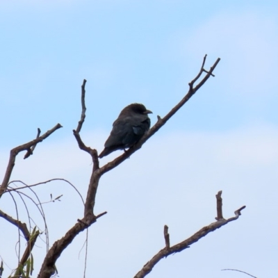 Eurystomus orientalis (Dollarbird) at Jerrabomberra Wetlands - 8 Mar 2020 by RodDeb