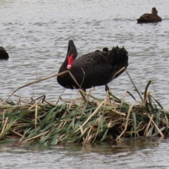 Cygnus atratus (Black Swan) at Jerrabomberra Wetlands - 8 Mar 2020 by RodDeb