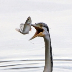 Perca fluviatilis (Redfin) at Jerrabomberra Wetlands - 8 Mar 2020 by RodDeb