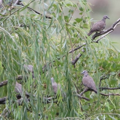 Spilopelia chinensis (Spotted Dove) at Fyshwick, ACT - 8 Mar 2020 by RodDeb