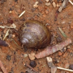 Cornu aspersum (Common Garden Snail) at Fyshwick, ACT - 9 Mar 2020 by RodDeb
