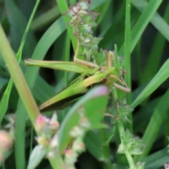 Caledia captiva (grasshopper) at Fyshwick, ACT - 9 Mar 2020 by RodDeb