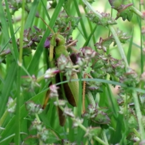 Caledia captiva at Fyshwick, ACT - 9 Mar 2020