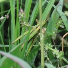 Caledia captiva at Fyshwick, ACT - 9 Mar 2020