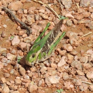 Gastrimargus musicus at Fyshwick, ACT - 9 Mar 2020 02:03 PM