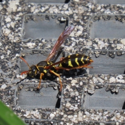 Polistes (Polistes) chinensis (Asian paper wasp) at Jerrabomberra Wetlands - 9 Mar 2020 by RodDeb
