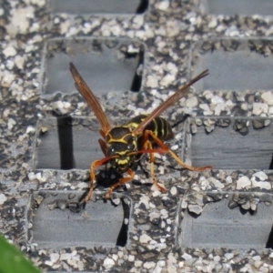 Polistes (Polistes) chinensis at Fyshwick, ACT - 9 Mar 2020 02:32 PM