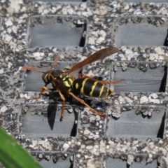 Polistes (Polistes) chinensis at Fyshwick, ACT - 9 Mar 2020