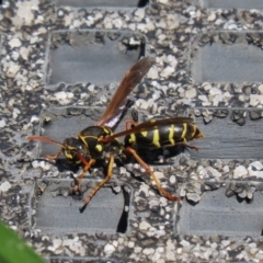 Polistes (Polistes) chinensis at Fyshwick, ACT - 9 Mar 2020 02:32 PM