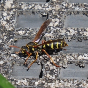 Polistes (Polistes) chinensis at Fyshwick, ACT - 9 Mar 2020