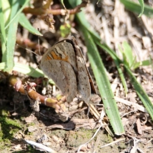 Junonia villida at Fyshwick, ACT - 9 Mar 2020