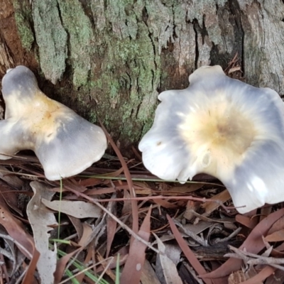 Omphalotus nidiformis (Ghost Fungus) at Penrose - 7 Mar 2020 by Aussiegall