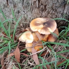 Omphalotus nidiformis at Penrose - 7 Mar 2020 06:45 PM