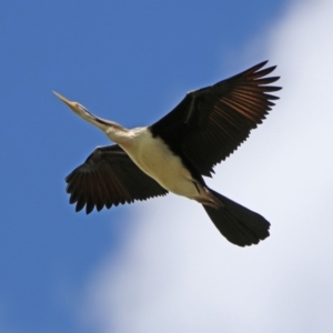 Anhinga novaehollandiae at Fyshwick, ACT - 9 Mar 2020