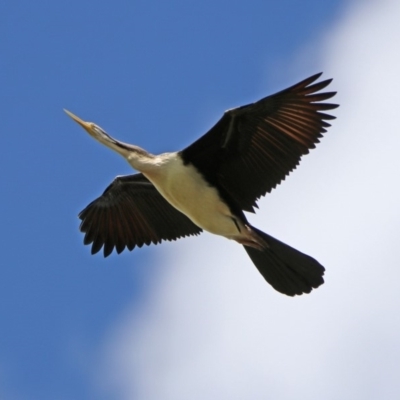 Anhinga novaehollandiae (Australasian Darter) at Jerrabomberra Wetlands - 9 Mar 2020 by RodDeb