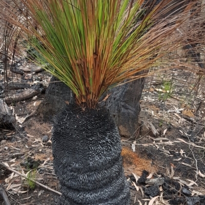 Xanthorrhoea glauca subsp. angustifolia (Grey Grass-tree) at Bundanoon - 9 Mar 2020 by Aussiegall