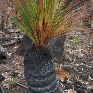 Xanthorrhoea glauca subsp. angustifolia at Bundanoon, NSW - 9 Mar 2020