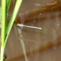 Ischnura aurora (Aurora Bluetail) at Jerrabomberra Wetlands - 9 Mar 2020 by RodDeb