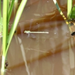 Ischnura aurora at Fyshwick, ACT - 9 Mar 2020