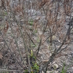 Lambertia formosa (Mountain Devil) at Bundanoon - 9 Mar 2020 by Aussiegall