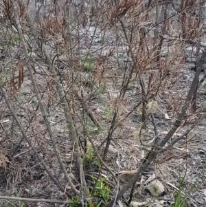 Lambertia formosa at Bundanoon, NSW - 9 Mar 2020
