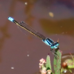 Ischnura heterosticta (Common Bluetail Damselfly) at Jerrabomberra Wetlands - 9 Mar 2020 by RodDeb