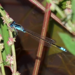 Ischnura heterosticta at Fyshwick, ACT - 9 Mar 2020