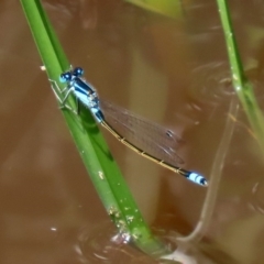 Ischnura heterosticta at Fyshwick, ACT - 9 Mar 2020