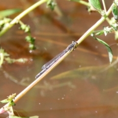 Ischnura heterosticta (Common Bluetail Damselfly) at Jerrabomberra Wetlands - 9 Mar 2020 by RodDeb